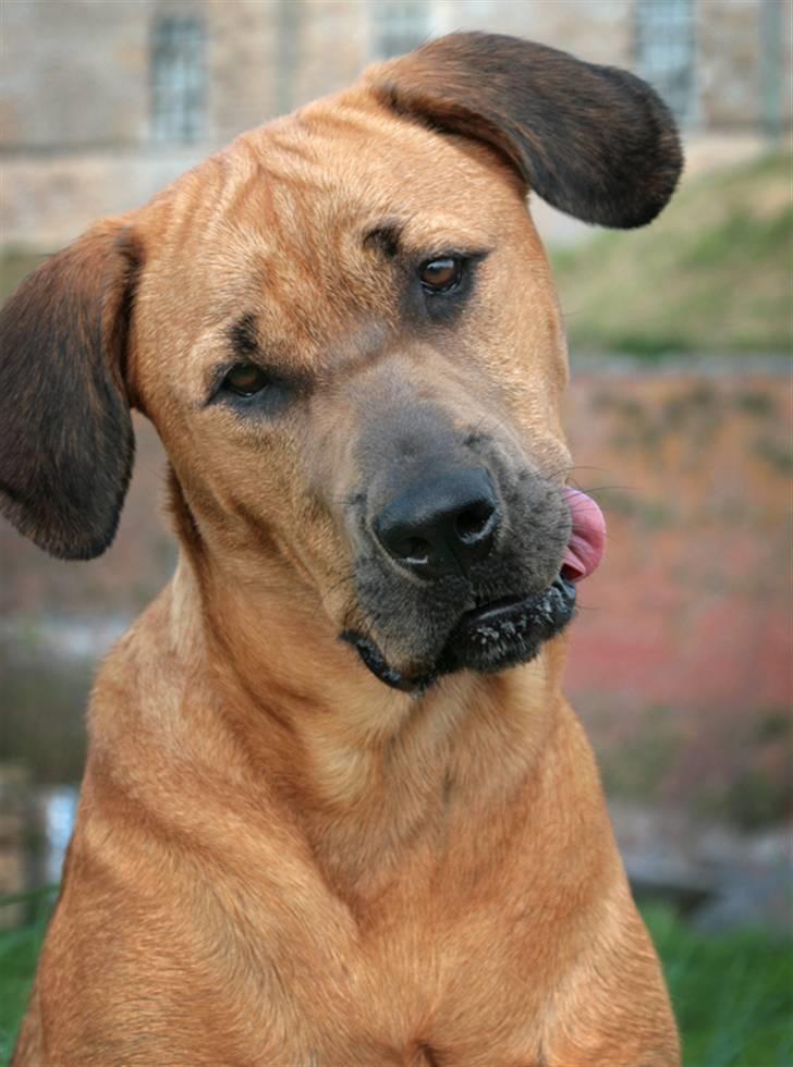 Blanding af racer "Broweiler" Kira - Aiih! Hvad laver du? :OD billede 12