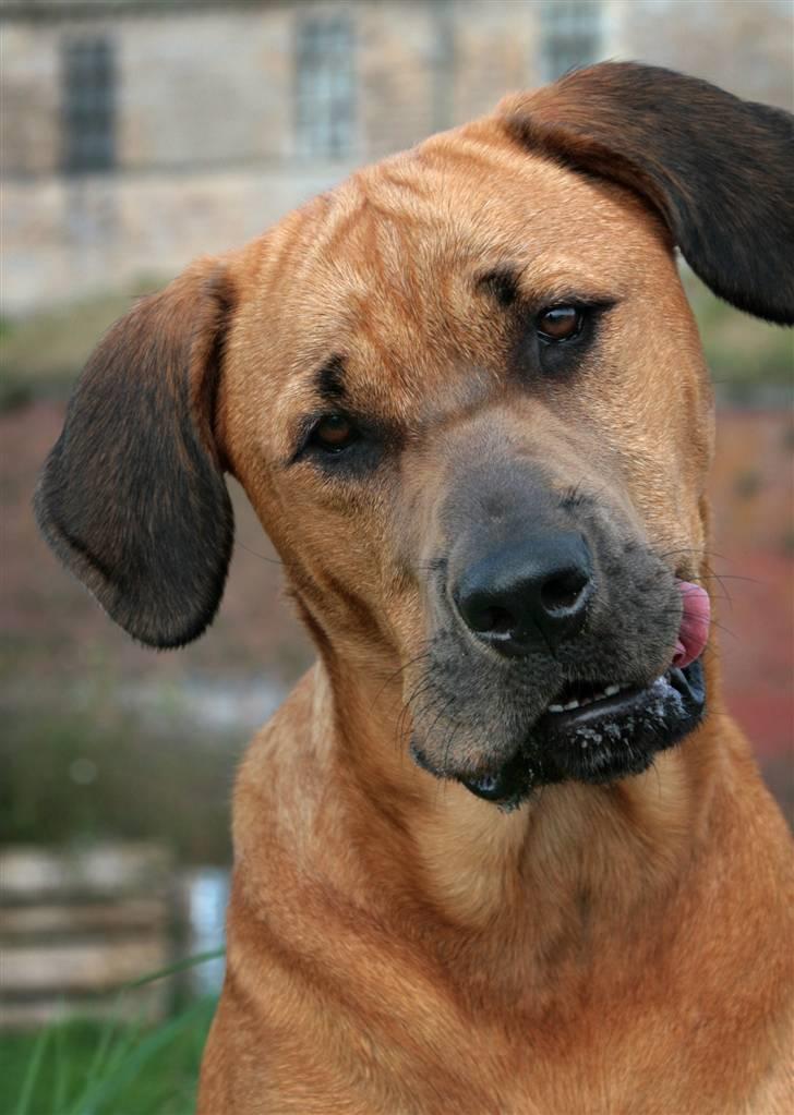 Blanding af racer "Broweiler" Kira billede 13