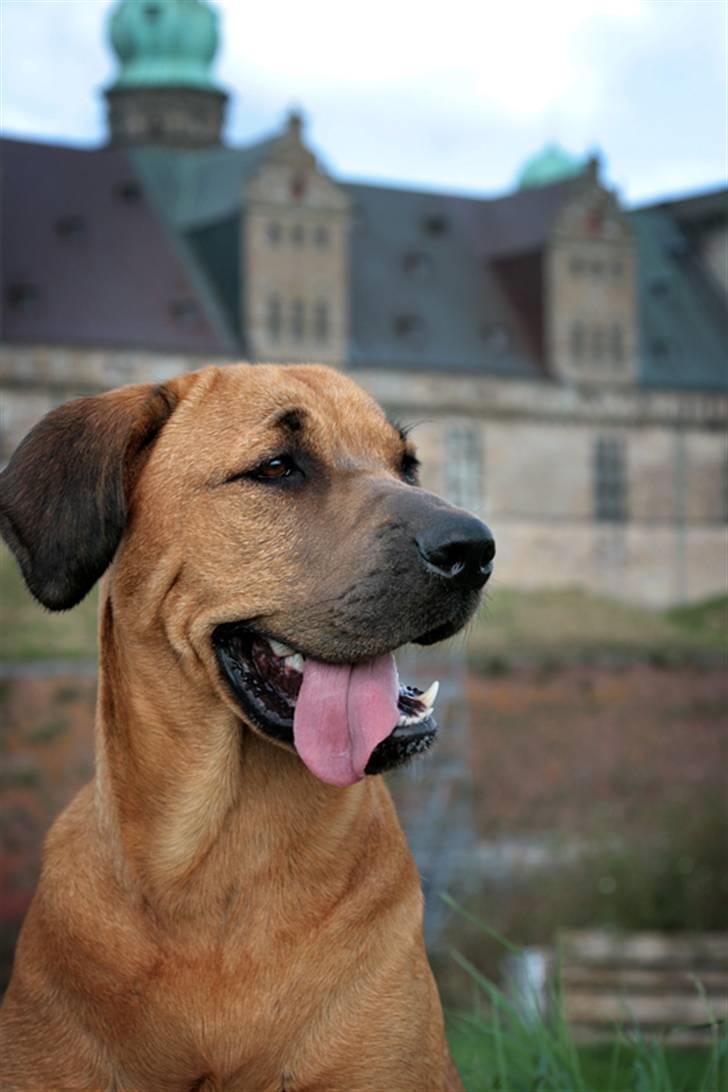 Blanding af racer "Broweiler" Kira billede 14