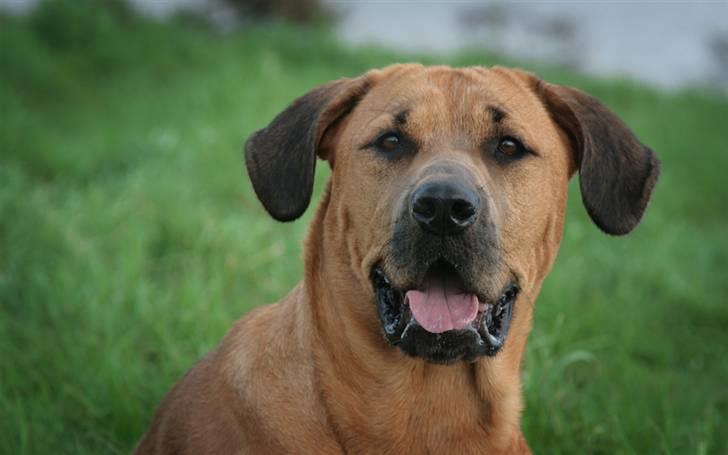 Blanding af racer "Broweiler" Kira - hmm! hvad laver de nu. :o) billede 15