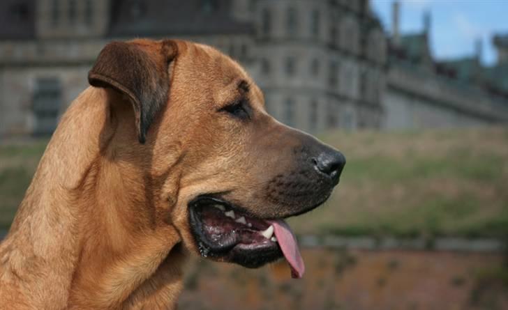 Blanding af racer "Broweiler" Kira - Hvad er det, derover ? billede 16