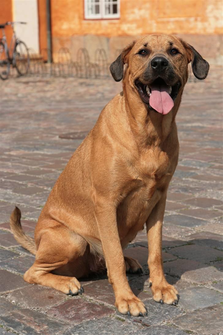 Blanding af racer "Broweiler" Kira - ahh! solen er kommet hen til mig. MMMM billede 17