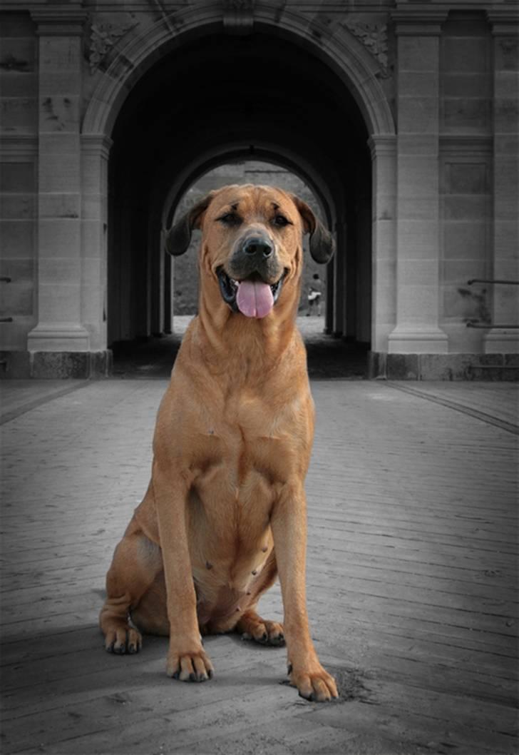 Blanding af racer "Broweiler" Kira - * holdt* Jeg er dronning Kira. Du skal have tilladelse til at komme over denne bro. :D billede 18