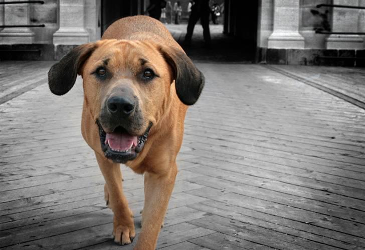 Blanding af racer "Broweiler" Kira - Hvad er det da? Ohhh er det en hotdog! please giv mig den. billede 19