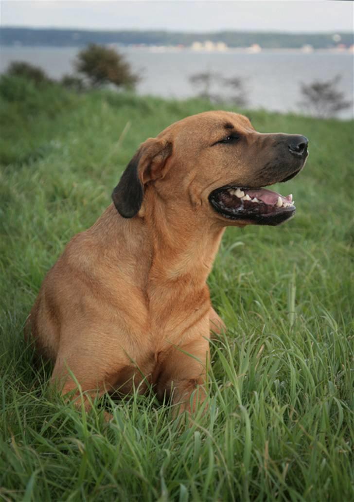 Blanding af racer "Broweiler" Kira - Ahhh! Nyder den kolde brise fra havet. :o) billede 20