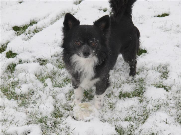 Chihuahua Felix - Felix i sneen :) 2010! billede 2