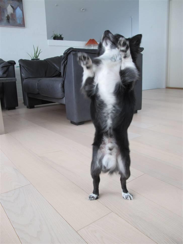 Chihuahua Felix - Felix kan danse :D 2010 billede 3