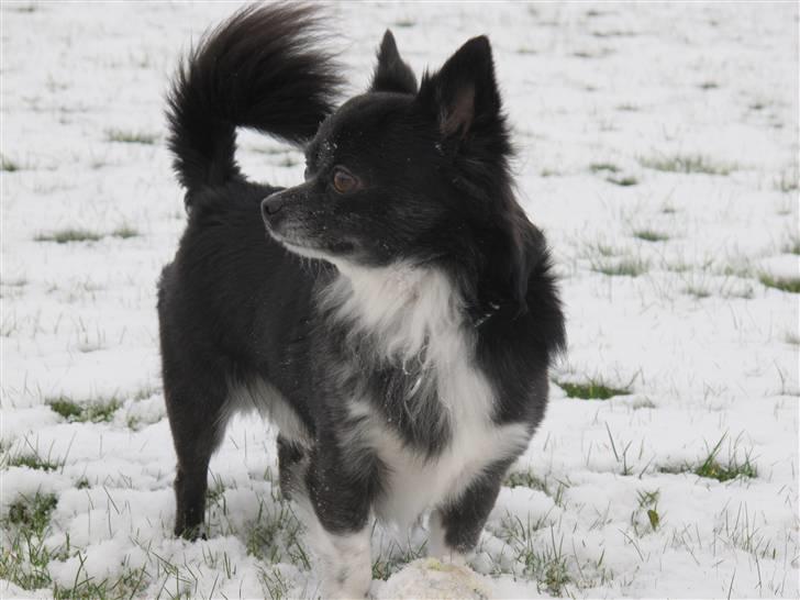 Chihuahua Felix - Felix i sneen :) 2010! billede 4