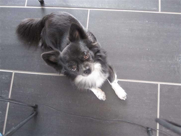 Chihuahua Felix - Min lille DRENG! billede 5