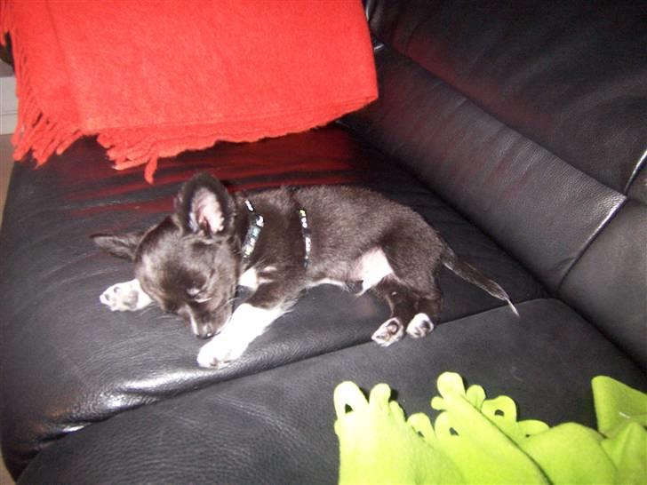 Chihuahua Felix - Felix på sofaen billede 6