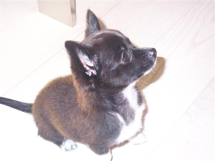 Chihuahua Felix - FLOTTE FELIX! billede 7