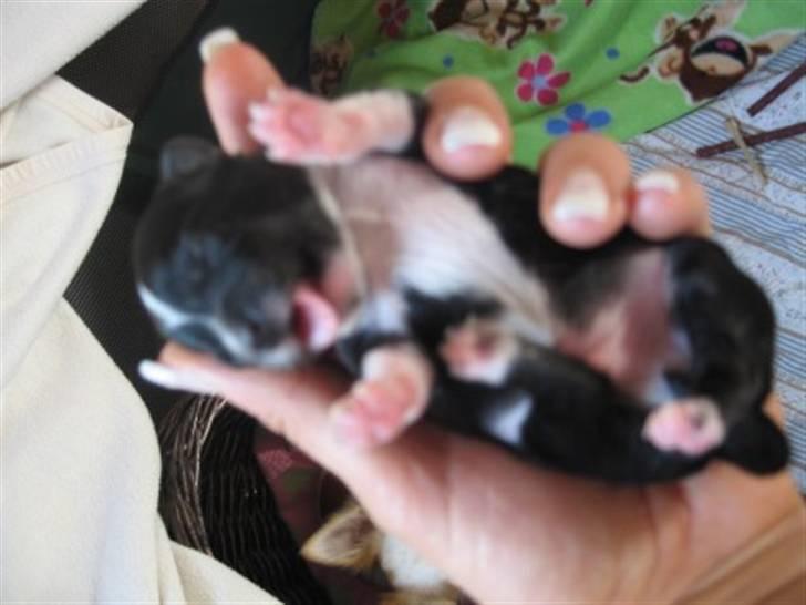 Chihuahua Felix - FELIX lige da han blev født! billede 8