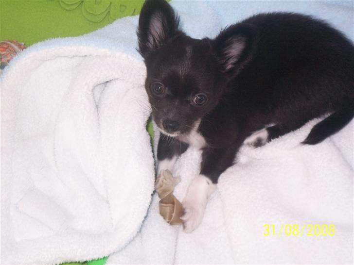 Chihuahua Felix - Felix med sit aller første kødben! billede 9