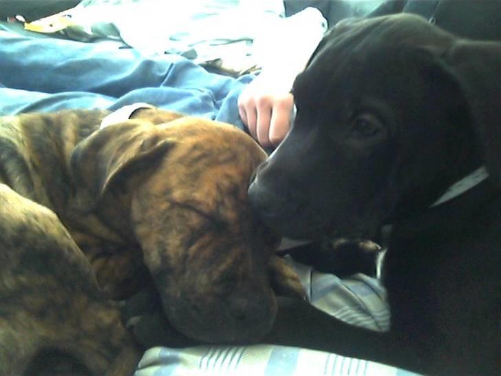 Blanding af racer Diva himmelhund billede 1