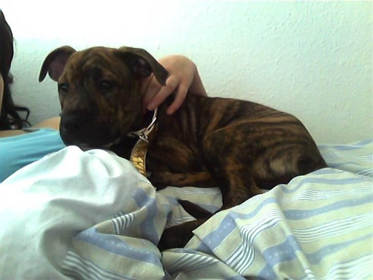 Blanding af racer Diva himmelhund billede 2