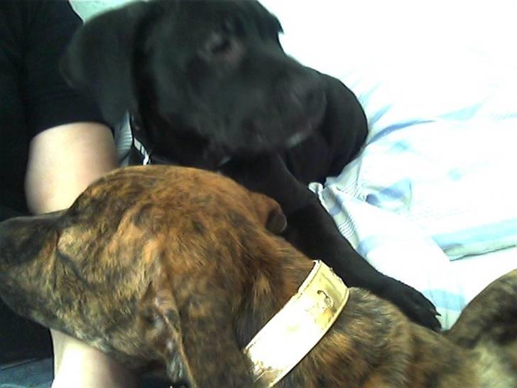 Blanding af racer Diva himmelhund billede 3