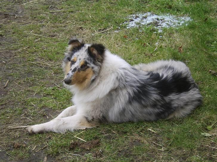 Collie langhåret Sille  billede 1