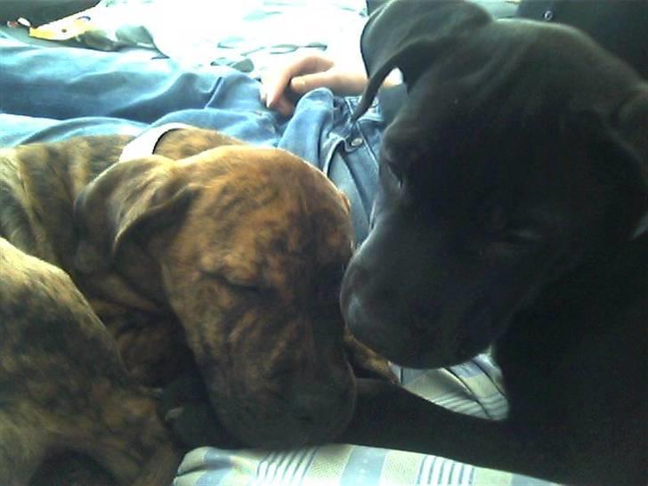 Blanding af racer Diva himmelhund billede 4