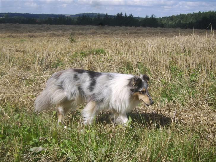 Collie langhåret Sille  billede 2