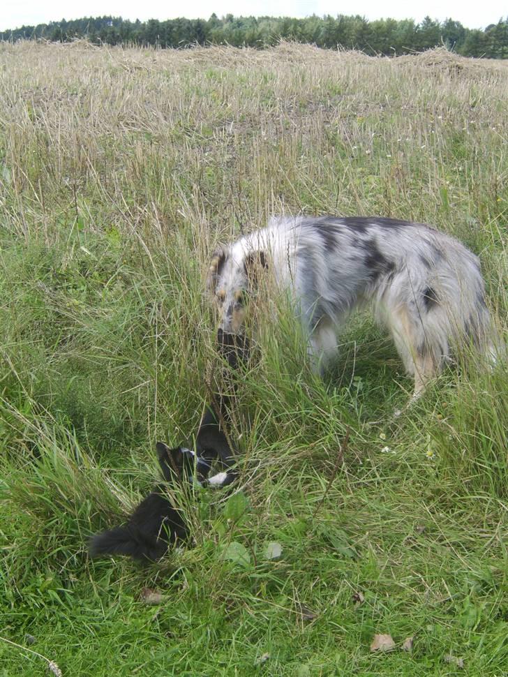 Collie langhåret Sille  billede 3