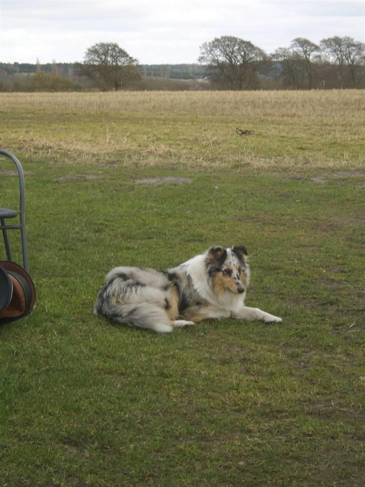 Collie langhåret Sille  billede 4