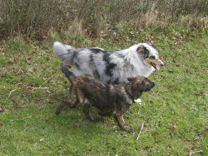 Collie langhåret Sille  billede 5
