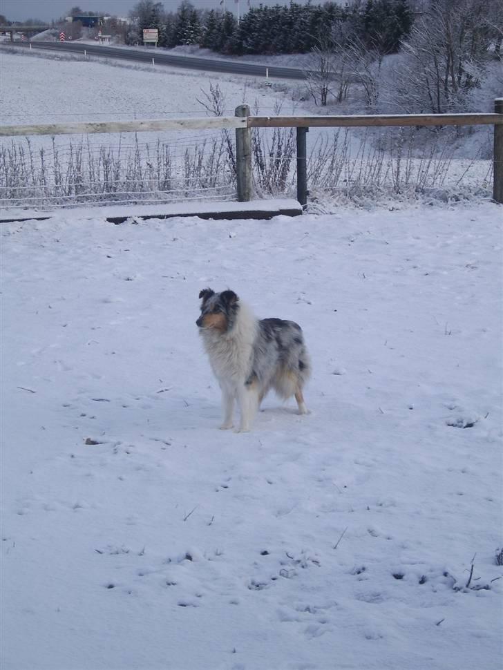 Collie langhåret Sille  billede 6