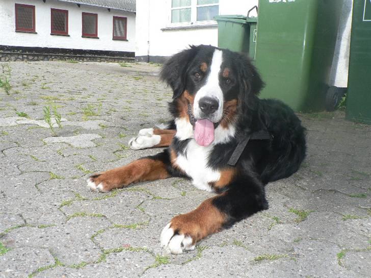 Berner sennenhund Ofelia - Ofelia ca. 7 mdr. billede 19