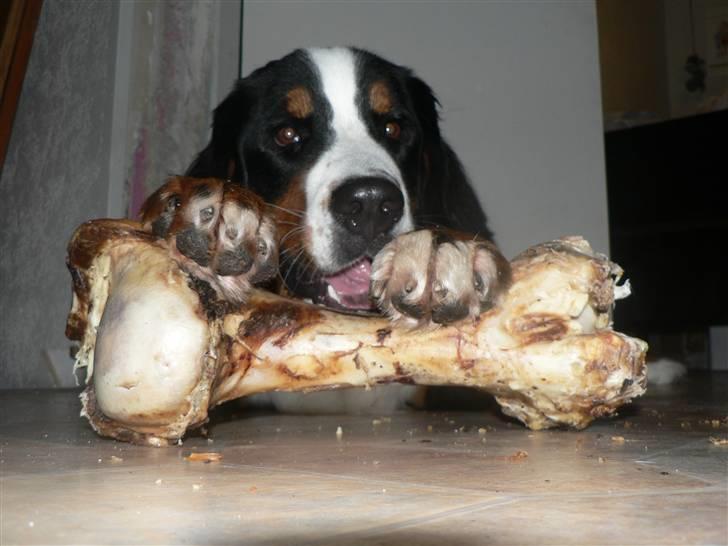 Berner sennenhund Ofelia - Se hvad jeg har fået!  Mmmmm... billede 20