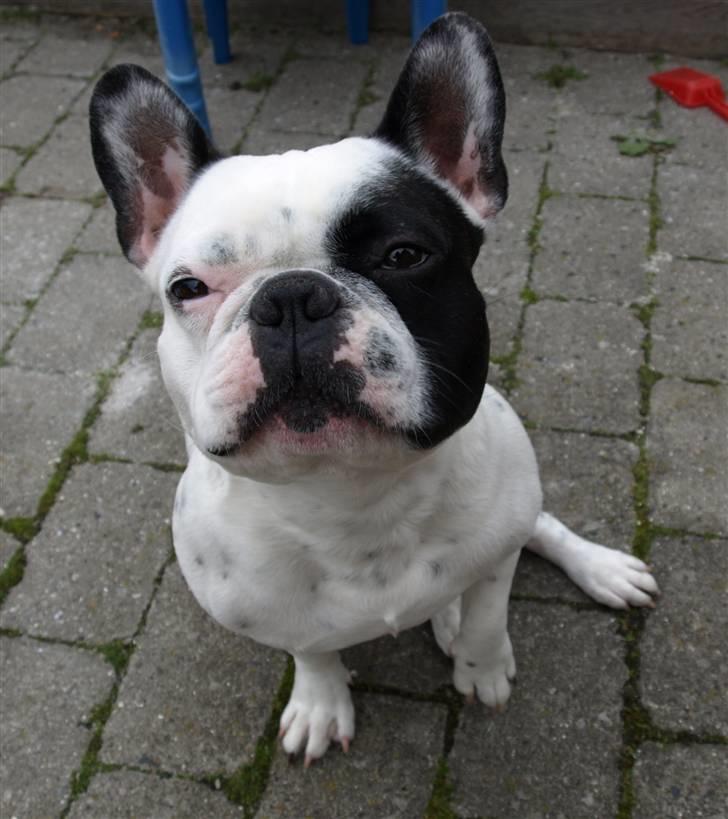 Fransk bulldog Spike (Himmelhund) - jeg er bare for lækker lækker lækker billede 1