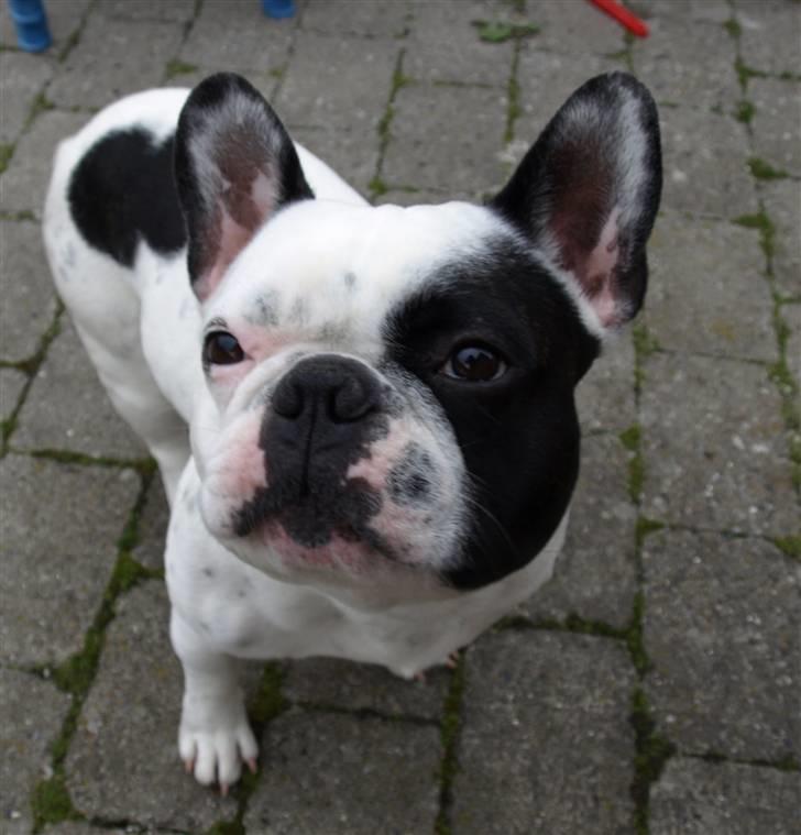 Fransk bulldog Spike (Himmelhund) - var det isbilen jeg hørte billede 2