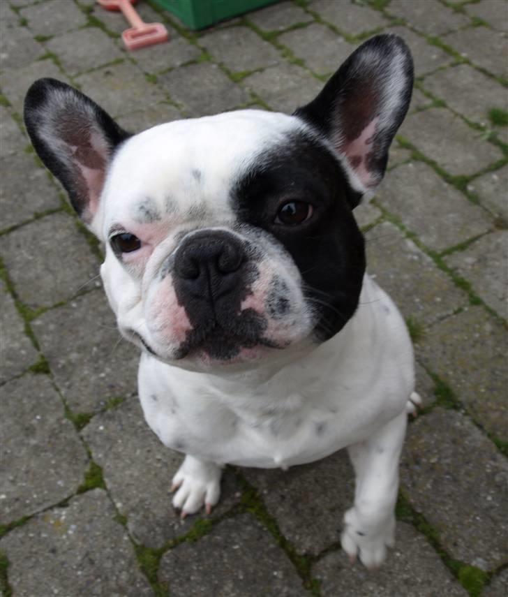 Fransk bulldog Spike (Himmelhund) - ja ja, jeg skal nok folde ørene ud og høre efter billede 3