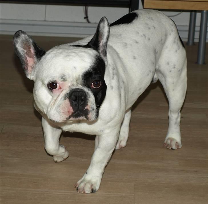 Fransk bulldog Spike (Himmelhund) - lige ankommet til mit nye hjem, skal rundt og se det hele billede 4
