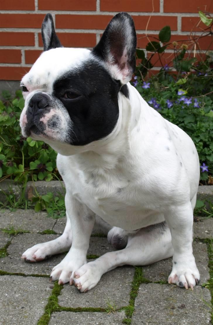 Fransk bulldog Spike (Himmelhund) - charme selv tillid og lækkerhår billede 5