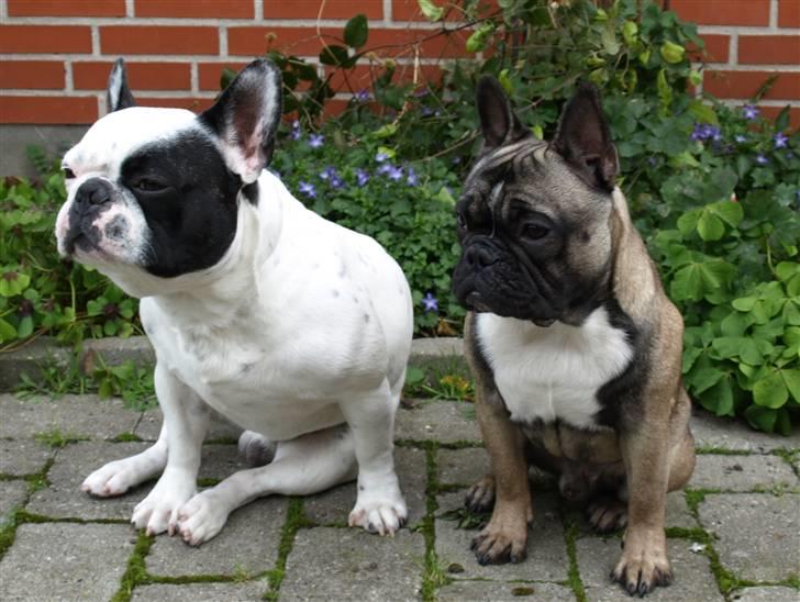 Fransk bulldog Spike (Himmelhund) - var det en lækker bulldog der gik forbi? hva sir du valle billede 6