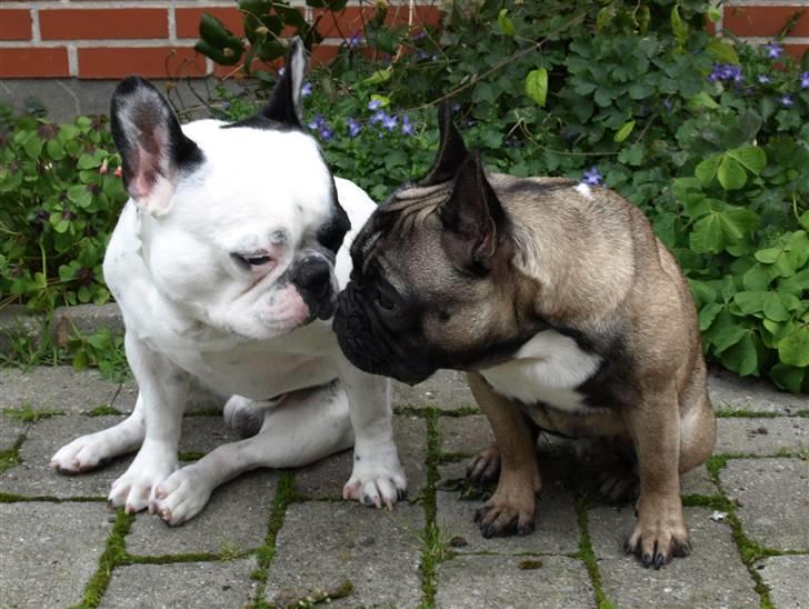 Fransk bulldog Spike (Himmelhund) - er vi ikke bare gode venner.  billede 7