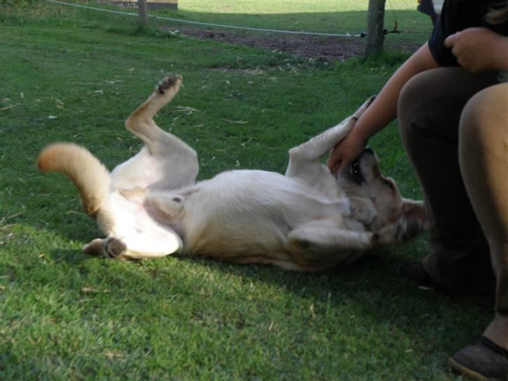 Labrador retriever sofus - min mor har lært mig at rulle det er sjovt:-) billede 14