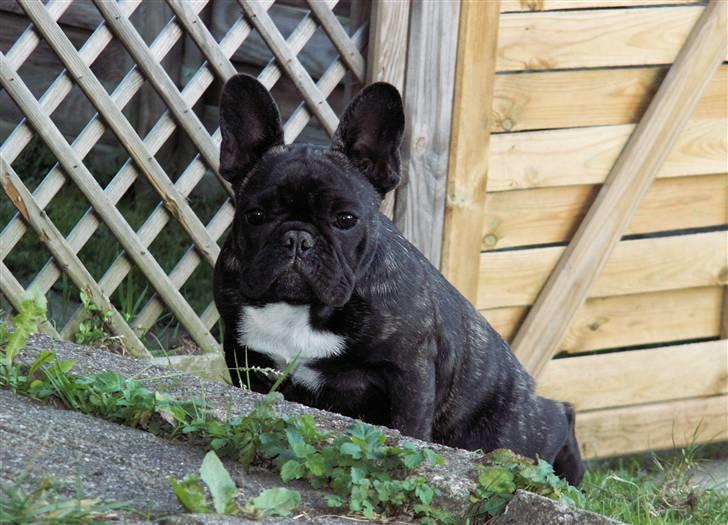 Fransk bulldog BlanceNoir'sEllieElegante - Ellie knap 5 mdr - Foto: Winnie Kongsnæs, taget d. 9/10-08 billede 15