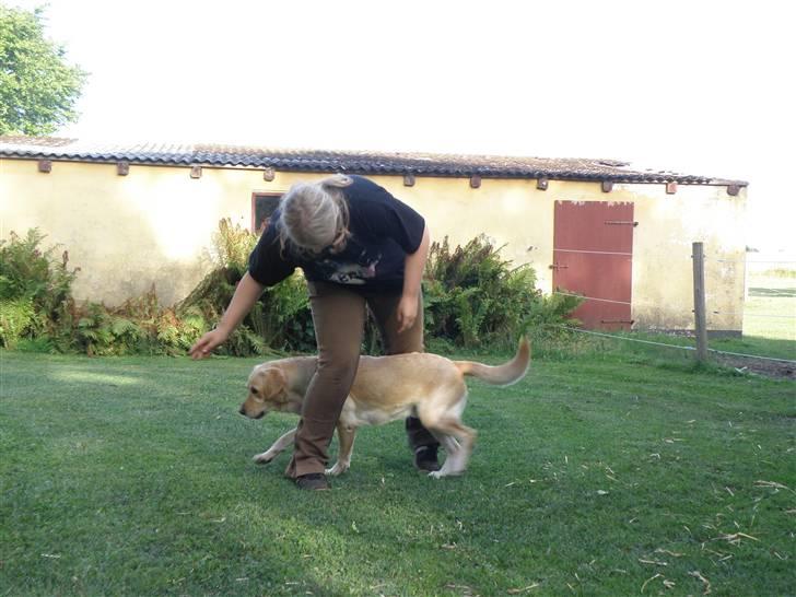 Labrador retriever sofus - så går jeg lige zik zak imellem mors ben;-) billede 15