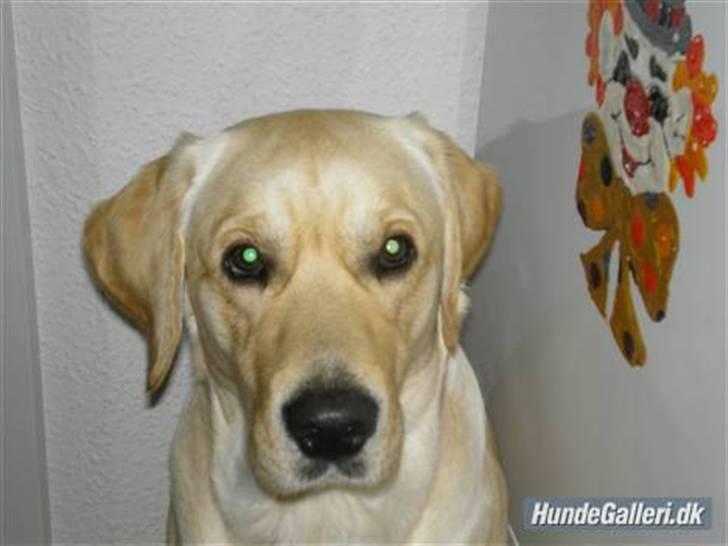 Labrador retriever sofus - er jeg ikke bare sød?? billede 16