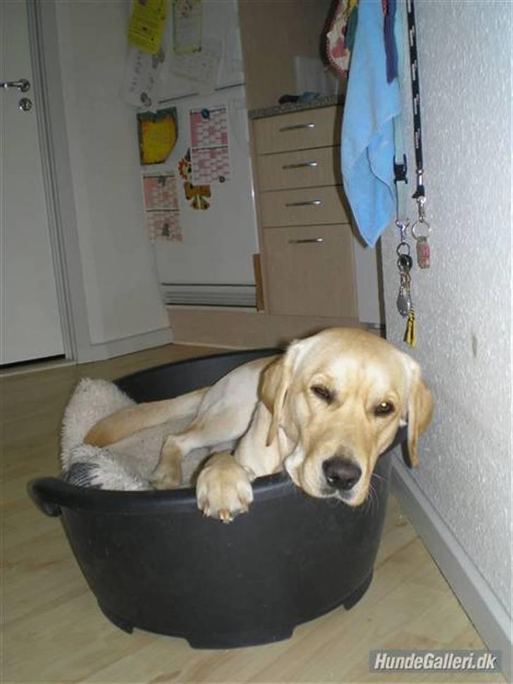 Labrador retriever sofus - Jeg ta´r mig ski lige en lur, så lad vær med at tage billeder billede 17