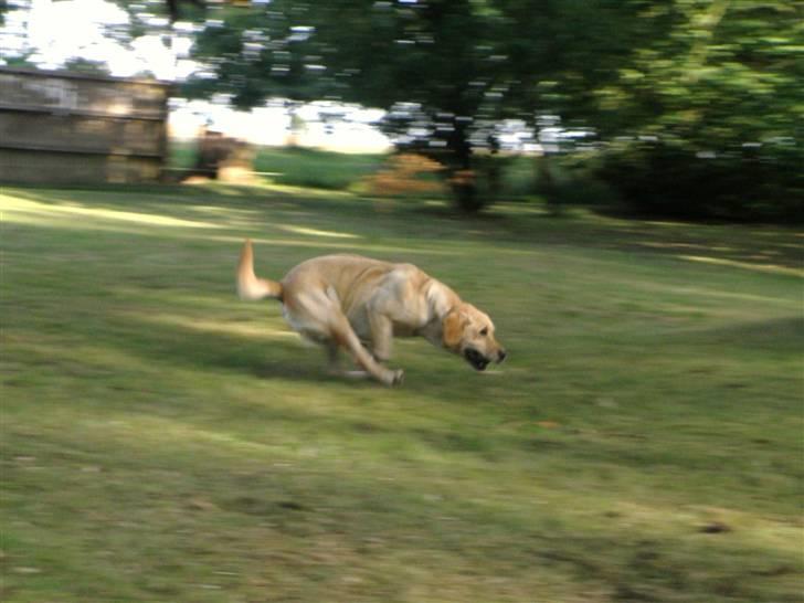 Labrador retriever sofus - ingen har set mig løbe så stærkt efter en bold mor siger altid jeg skal huske og stoppe så jeg ikke løber ind i noget:-) billede 18