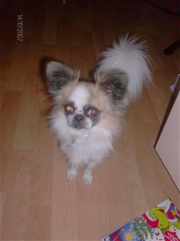 Blanding af racer Mads *R.I.P* <3<3<3<3<3 billede 2