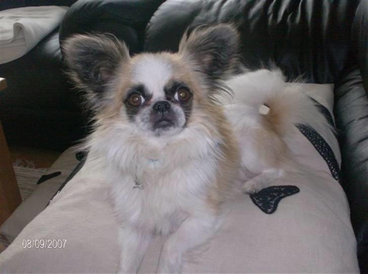 Blanding af racer Mads *R.I.P* <3<3<3<3<3 - Min Mads R.I.P billede 5