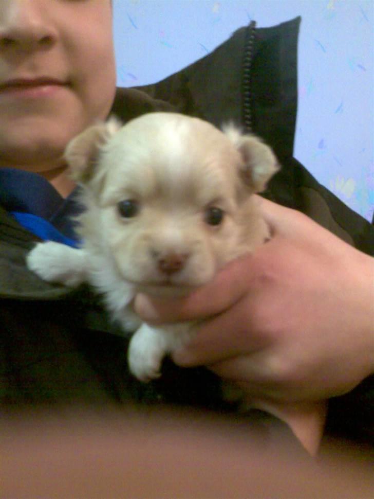 Chihuahua Rødebro´s Mitzi *DKCH - DECH* - Mitzi da vi så hende første gang!! Hun er 2½ uge på billedet (ligner en marsvineunge:-)) billede 8