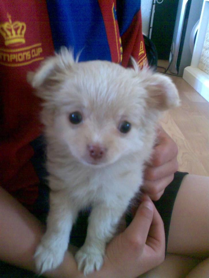 Chihuahua Rødebro´s Mitzi *DKCH - DECH* - Mitzi er lige kommet til vores hjem, hun er 9 uger på billedet. billede 9