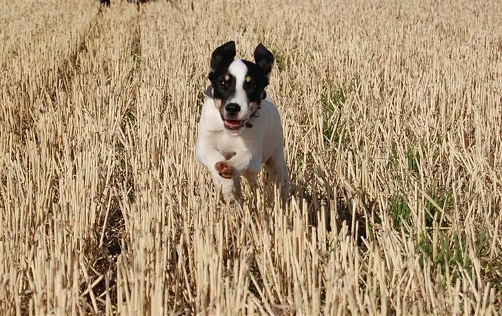 Dansk svensk gaardhund Dico  billede 12