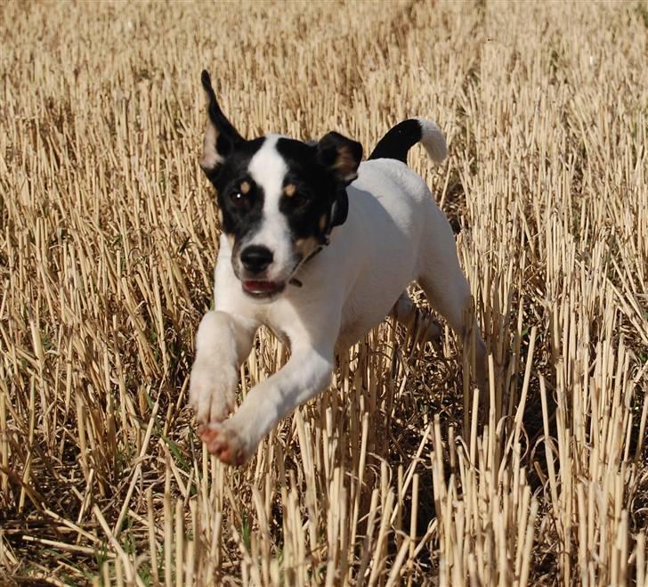Dansk svensk gaardhund Dico  billede 13