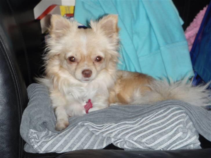 Chihuahua Rødebro´s Mitzi *DKCH - DECH* - Mitzi hygger i vasketøjet :-) billede 10