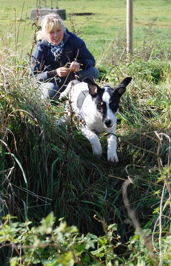 Dansk svensk gaardhund Dico  billede 14